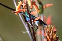 White-breasted Sunbird - Cinnyris talatala