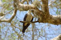 Sickle-billed Vanga - Falculea palliata