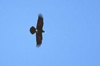 Fan-tailed Raven - Corvus rhipidurus