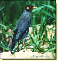 Bank Myna - Acridotheres ginginianus