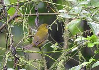 Yellow-throated Bush-Tanager - Chlorospingus flavigularis