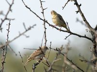 Black-headed Bunting - Emberiza melanocephala