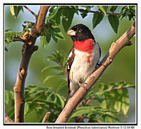 Rose-breasted Grosbeak - Pheucticus ludovicianus