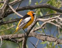 Bullock's Oriole - Icterus bullockii