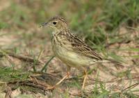 *NEW* Yellowish Pipit