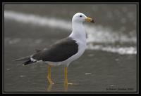 Band-tailed Gull  2