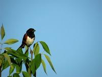 eastern towhee