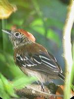 Black-crested antshrike female