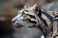 Cloud Leopard