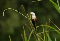 White-Headed Munia (Lonchura maja)