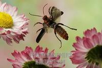 Soldier beetle ( Cantharis rustica ) stock photo