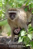 Vervet Monkey ( cercopithecus aethiops ) with young suckling stock photo