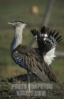 Kori Bustard , Ardeotis kori , Maasai Mara National Reserve , Kenya stock photo