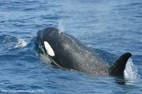 killer whale surfacing