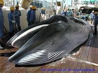 Bryde's whale