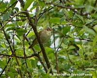 Marsh Warbler Acrocephalus palustris