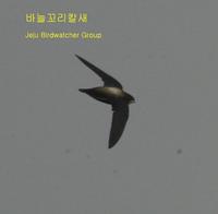 200 바늘꼬리칼새White-throated Needle-eailed Swift