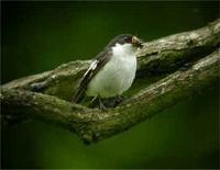 Male and female Pied Flycatcher with food for young at Bridges (Jim Almond) 11/6/05