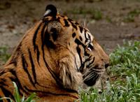 Sumatran Tiger