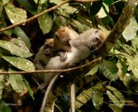 Long-tailed Macaques