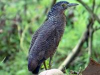 Malayan Night Heron