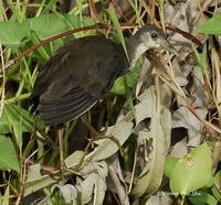 White-breasted Waterhen  » Amaurornis phoenicurus