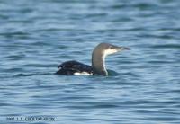 Arctic Loon Gavia arctica 큰회색머리아비