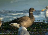 Brent Goose Branta bernicla 흑기러기