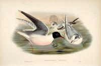 Richter after Gould Little Gull (Hydrocoloeus minutus)