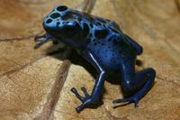 Dendrobates Azureus