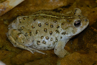 : Bufo boreas halophilus; Western Toad