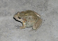 : Discoglossus scovazzi