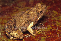 : Engystomops pustulosus; T