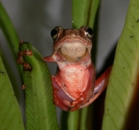 : Hyperolius glandicolor