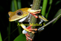 : Hypsiboas geographicus; Map Treefrog