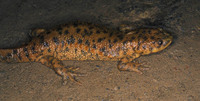 : Pleurodeles waltl; Spanish Newt
