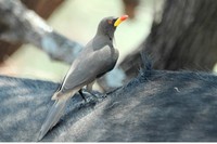: Buphagus africanus; Yellowbilled Oxpecker