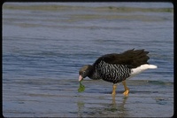 : Chloephaga hybrida; Kelp Goose