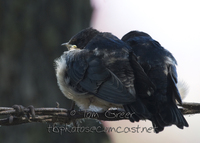 : Hirundo rustica; Barn Swallow