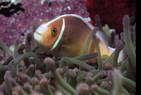 : Amphiprion perideraion; Pink Anemonefish