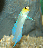 : Opistognatbus aurifrons; Yellowhead Jawfish