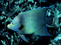 : Pomacanthus semicircularis; Semicircle Angelfish