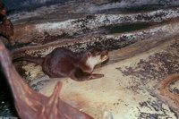 : Aonyx cinerea; Oriental Small-clawed Otter