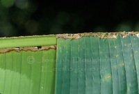 : Ectophylla alba; Honduran Fruit Bat;