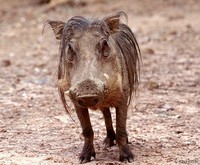 : Phacochoerus africanus africanus; Warthog