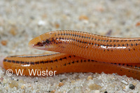 : Acontias lineatus; Striped Legless Skink