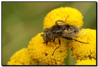 : Eristalinus sepulchralis
