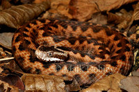 : Vipera orlovi; Orlov's Viper