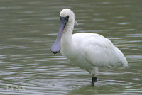 Black-faced Spoonbill黑臉琵鷺