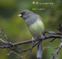 촉새 Black-faced Bunting